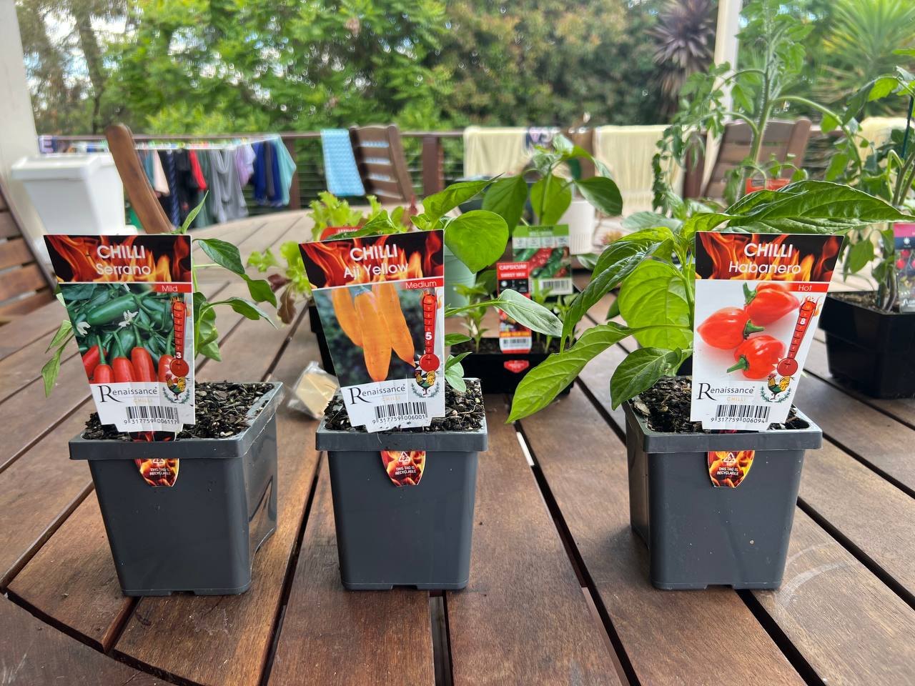 Three potted chillies: Serrano (mild), Aji Yellow (medium), and Habanero (hot)