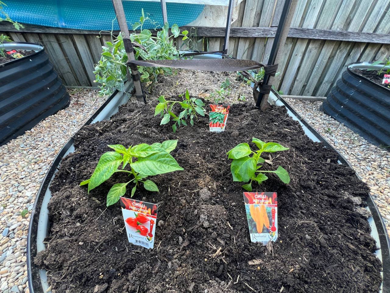 Chilli seedlings planted out, with the winter peas on the fence behind