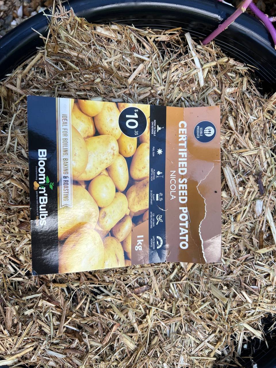 A 1 kg bag of Nicola certified seed potatoes