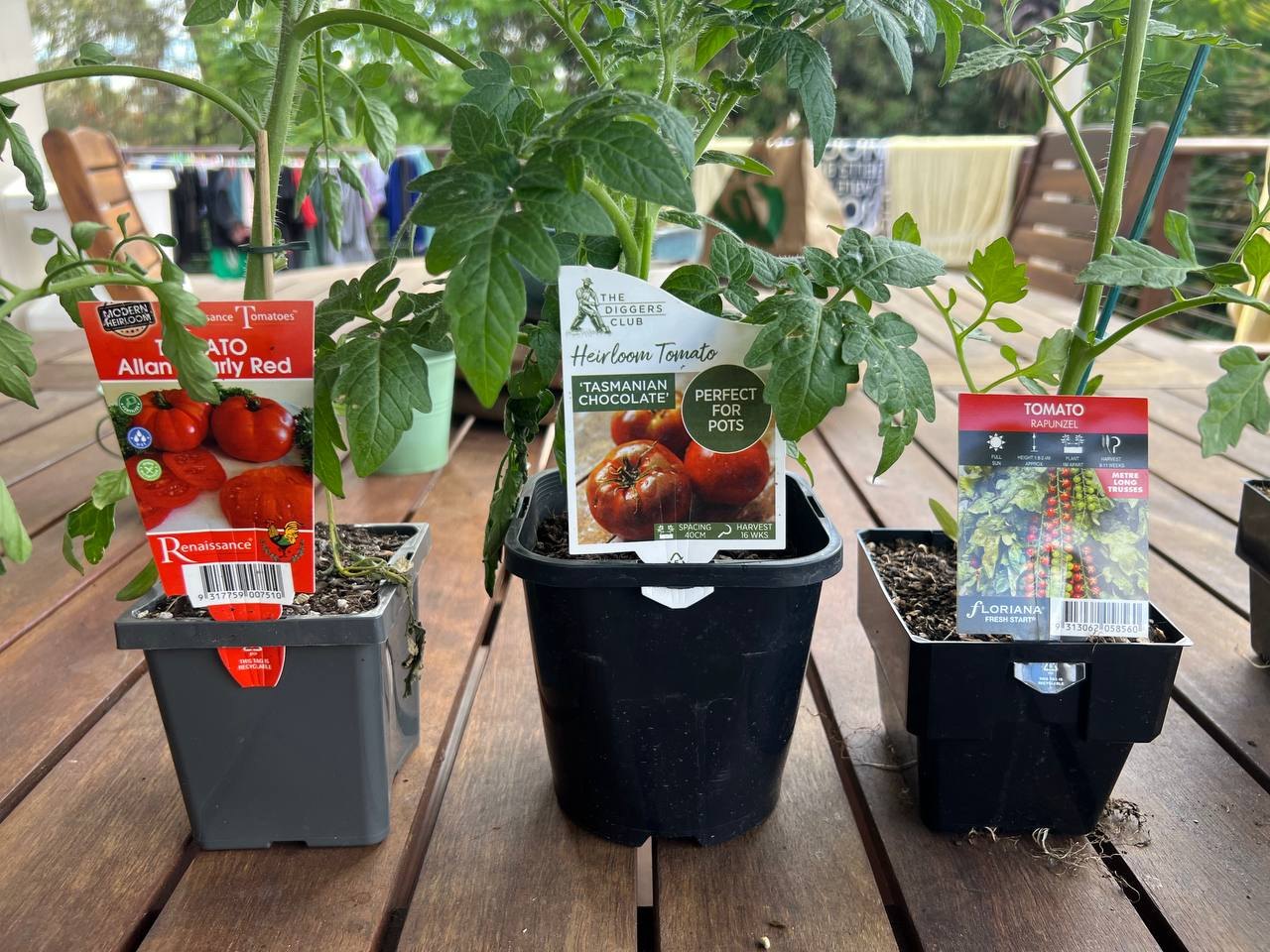Three potted tomato seedlings: Allan's Early Red, Tasmanian Chocolate, and Rapunzel