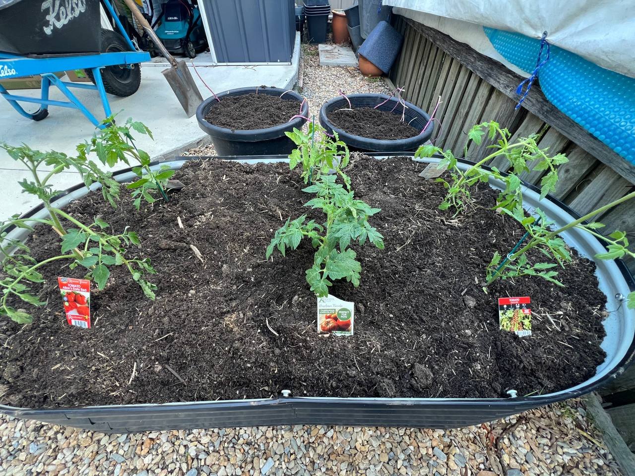 Tomato seedlings planted out in the oval bed