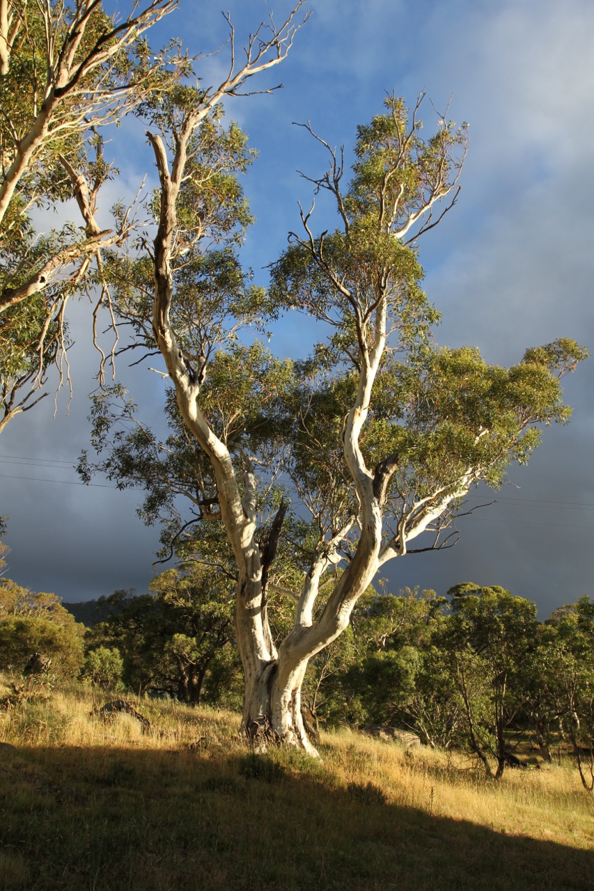 Snow Gum Snow Gum