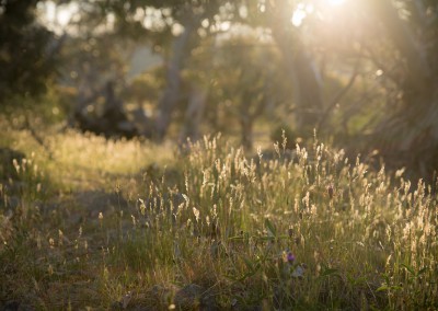 Evening walk along the eco trail