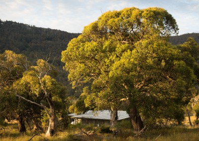 Evening sunlight amongst the trees